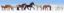Picture of Horses