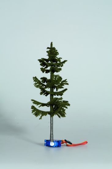 Picture of Spruce