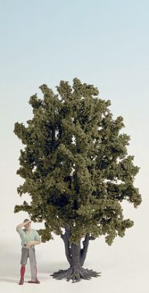 Picture of Deciduous Tree