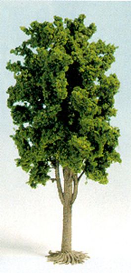 Picture of Deciduous Tree