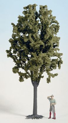 Picture of Deciduous Tree