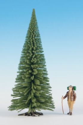 Picture of Fir Tree