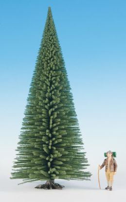 Picture of Fir Tree