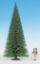 Picture of Fir Tree