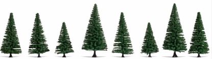 Picture of Fir Trees