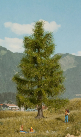 Picture of Spruce Tree