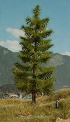 Picture of Spruce Tree