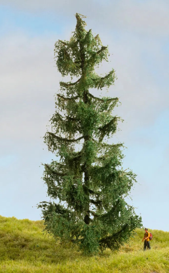 Picture of Spruce Tree