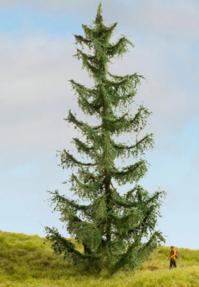 Picture of Spruce Tree