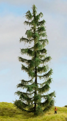 Picture of Spruce Tree