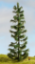 Picture of Spruce Tree