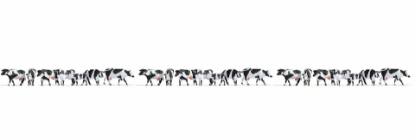 Picture of XL Set “Black & White Cows”