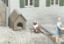 Picture of Dog House