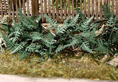 Picture of Ferns