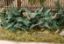 Picture of Ferns