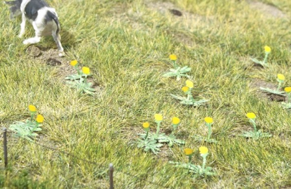 Picture of Plants: Dandelions