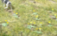 Picture of Plants: Dandelions