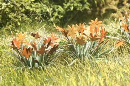 Picture of Plants: Daylilies