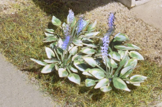 Picture of Plants: June Hostas