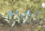 Picture of Plants: Pikeweed