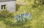 Picture of Plants: Sage