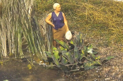 Picture of Swamp Knotweed