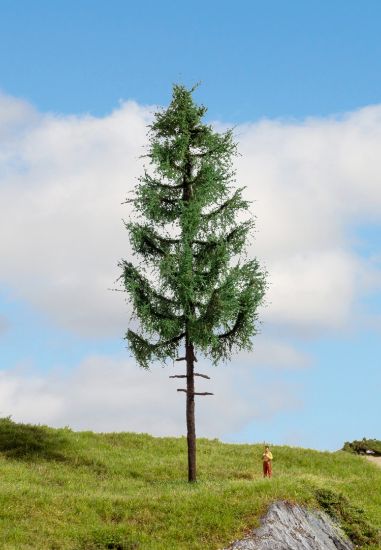 Picture of High Trunk Spruce Tree