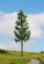 Picture of High Trunk Spruce Tree
