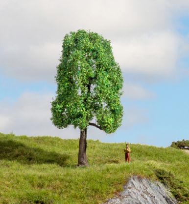 Picture of Ash Tree