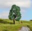 Picture of Oak