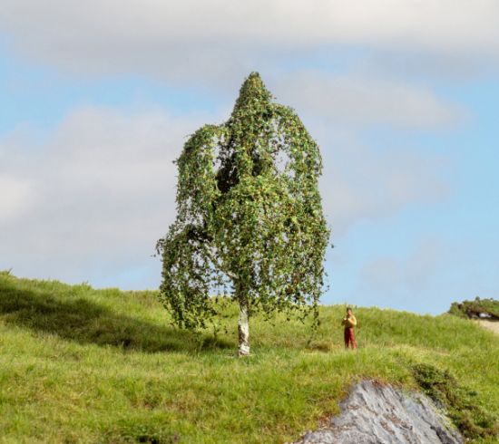 Picture of Silver Birch Tree