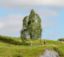 Picture of Silver Birch Tree