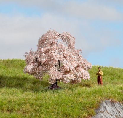 Picture of Cherry Blossom Tree