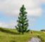 Picture of Spruce Tree