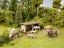 Picture of Cattle Shelter
