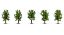 Picture of Deciduous Trees