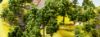 Picture of Deciduous Trees, 100 pieces