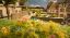 Picture of Flowers