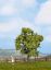 Picture of Fruit Tree