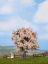 Picture of Fruit Tree