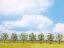 Picture of Fruit Trees