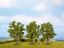 Picture of Fruit Trees