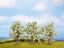 Picture of Fruit Trees