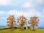 Picture of Fruit Trees