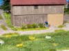 Picture of Grass Tufts XL "blooming"