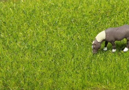 Picture of Summer grass