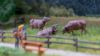 Picture of Sound Scene 2.0 ‘Cow Bells’