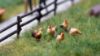Picture of Sound Scene 2.0 ‘Chicken and Roosters’