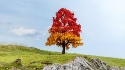 Picture of Oak Tree, autumnal