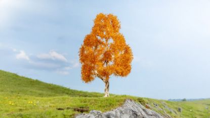Picture of Birch, autumnal